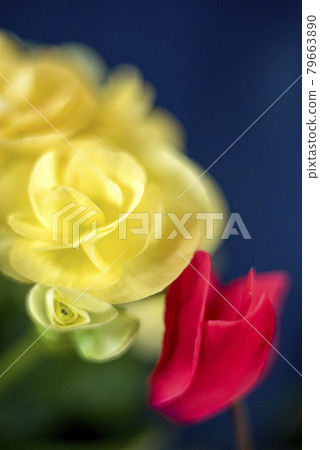 Close-up of cyclamen and yellow begonia flowers that suddenly bloomed in summer 79663890