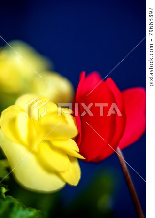 Close-up of cyclamen and yellow begonia flowers that suddenly bloomed in summer 79663892