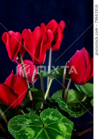 Red cyclamen that bloomed in summer 79663916