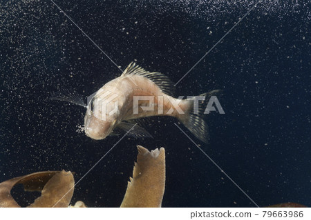 Lethrinidae 79663986