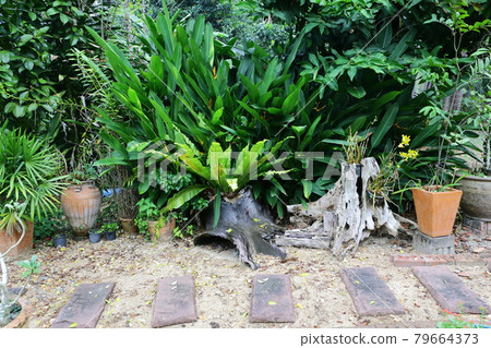 Walk in the flower garden 79664373