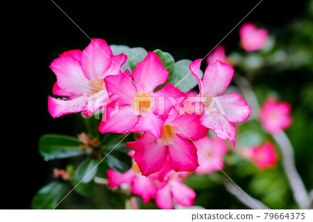 Pink flowers in thailand Pink flowers in thailand 79664375