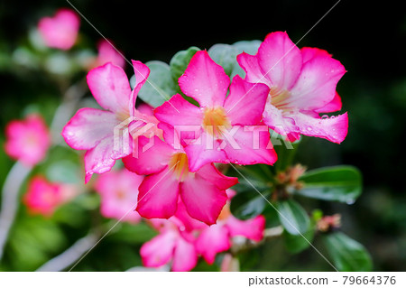 Pink flowers in thailand Pink flowers in thailand 79664376