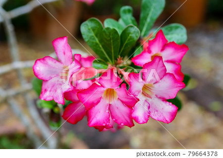 Pink flowers in thailand Pink flowers in thailand 79664378