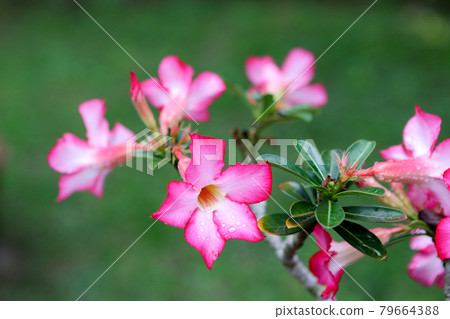 Pink flowers in thailand 79664388