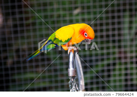 Cute Sun Conure climbing the cage 79664424