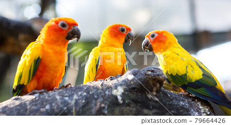 Parakeet in the cage 79664426