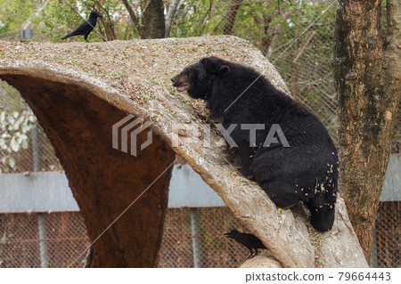 Young bear in the zoo 79664443