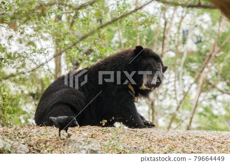 Young bear in the zoo 79664449