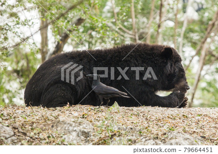 Young bear in the zoo 79664451