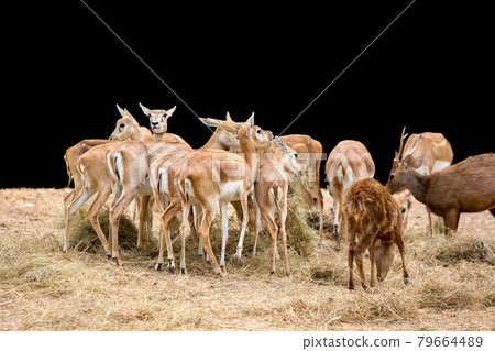 Deer in the zoo Deer in the zoo 79664489