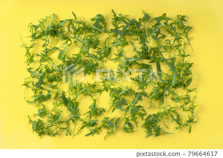 Arugula in rectangle form on yellow background Arugula in rectangle form on yellow background 79664617