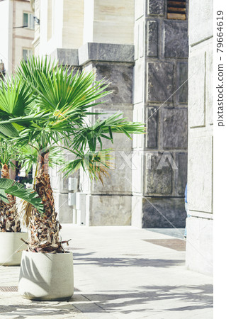 Pots with large palm trees stands at entrance to a private cafe. Design of exterior of building. Cycas revoluta 79664619