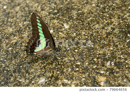 藍瓶花 藍瓶花 79664656