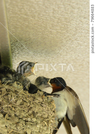 swallow 79664883