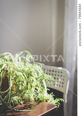 The Spider plant on the table. The Spider plant on the table. 79664884