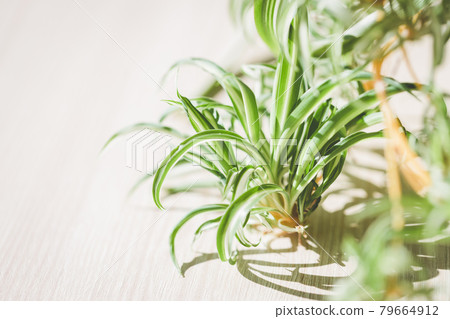 The Spider plant on the table. 79664912