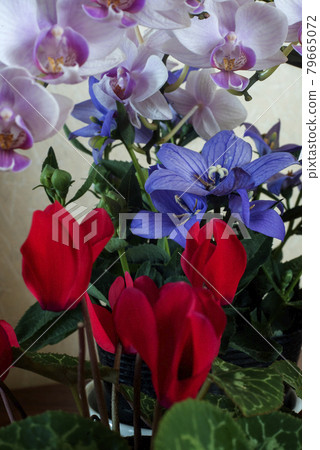 Phalaenopsis orchid, crazy blooming cyclamen that bloom at the same time as bellflower Phalaenopsis orchid, crazy blooming cyclamen that bloom at the same time as bellflower 79665072