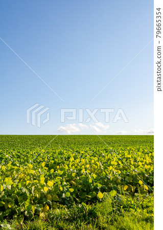 綠色大豆田和藍藍的天空 79665354