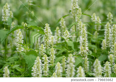 White flower Agaster shell gosa alba White flower Agaster shell gosa alba 79665662