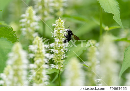 White flower Agaster shell gosa alba White flower Agaster shell gosa alba 79665663