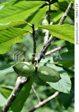 Popo's young fruit Popo's young fruit 79665719