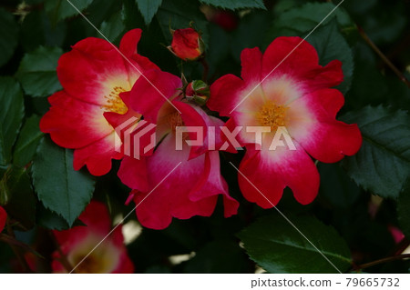 Rose cocktail COCKTAIL, ROSE 79665732