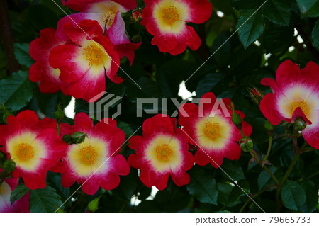 Rose cocktail COCKTAIL, ROSE 79665733