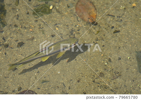 One male Kawamutu with a star on his face 79665780