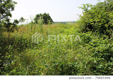Uncultivated fields by summer at the surroundings of Zagreb, Croatia 79665946