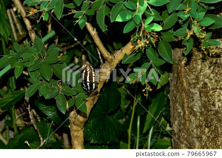 Neptis sapphire perched on a leaf Neptis sapphire perched on a leaf 79665967