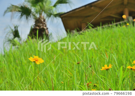 花 79666198