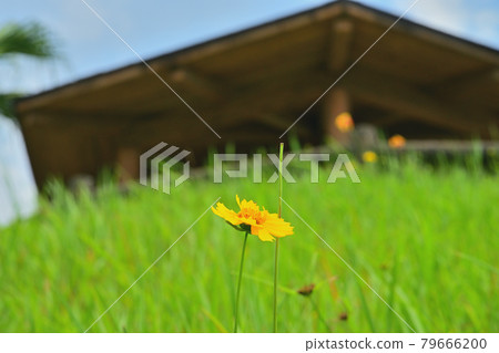 花 花 79666200