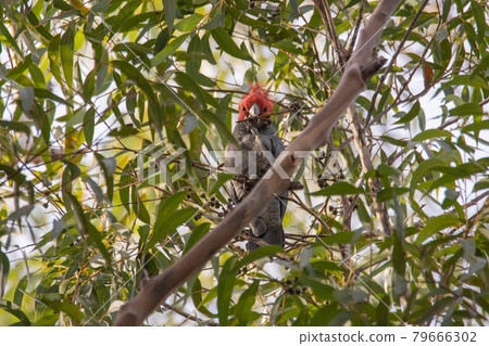 Gang Gang Cockatoo eating in a tree. 79666302