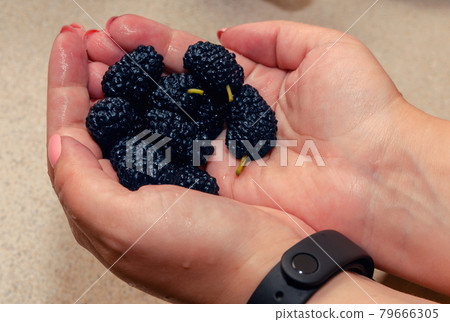 A girl holds mulberries in her palms. A girl holds mulberries in her palms. 79666305