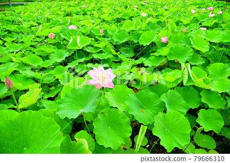 Lian flower Lian flower 79666310