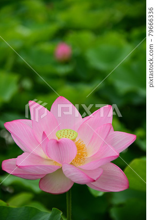 蓮花 蓮花 79666336