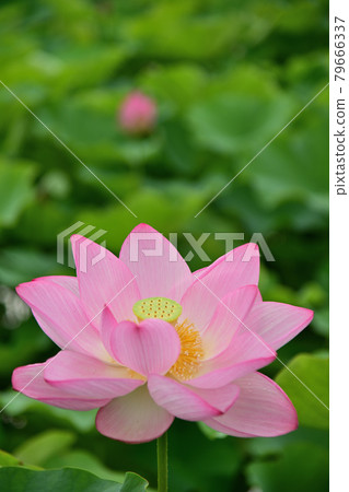 蓮花 蓮花 79666337