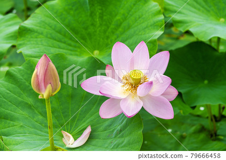 福島縣國見町敦賀千歲公園中尊寺蓮花 福島縣國見町敦賀千歲公園中尊寺蓮花 79666458
