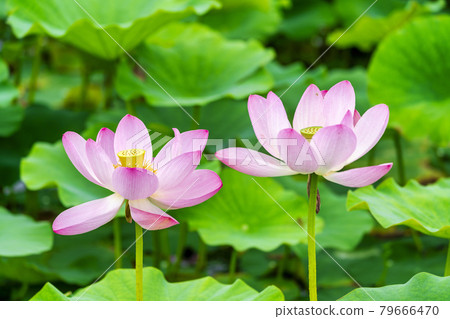 福島縣國見町敦賀千歲公園中尊寺蓮花 79666470