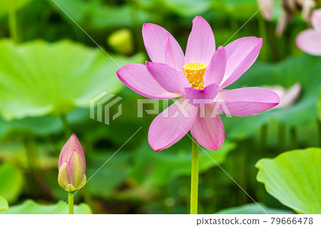 Chusonji Lotus in Atsukashi Chitose Park, Kunimi Town, Fukushima Prefecture Chusonji Lotus in Atsukashi Chitose Park, Kunimi Town, Fukushima Prefecture 79666478