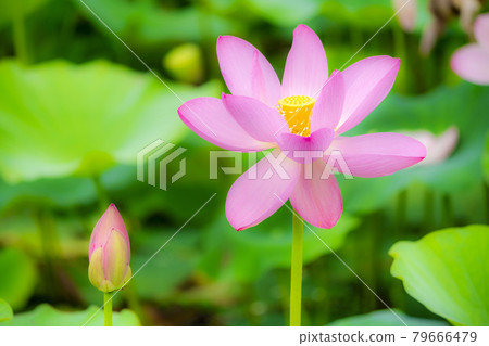 Chusonji Lotus in Atsukashi Chitose Park, Kunimi Town, Fukushima Prefecture 79666479