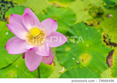 Chusonji Lotus in Atsukashi Chitose Park, Kunimi Town, Fukushima Prefecture 79666496
