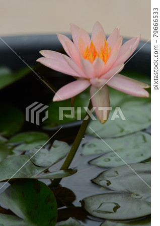 Water lily 79666533