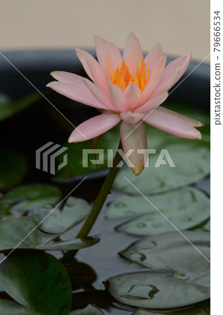 睡蓮 79666534