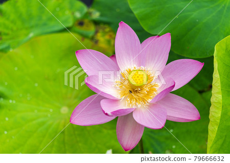 Chusonji Lotus in Atsukashi Chitose Park, Kunimi Town, Fukushima Prefecture Chusonji Lotus in Atsukashi Chitose Park, Kunimi Town, Fukushima Prefecture 79666632