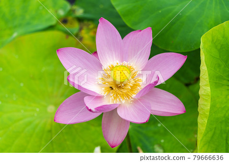 Chusonji Lotus in Atsukashi Chitose Park, Kunimi Town, Fukushima Prefecture Chusonji Lotus in Atsukashi Chitose Park, Kunimi Town, Fukushima Prefecture 79666636