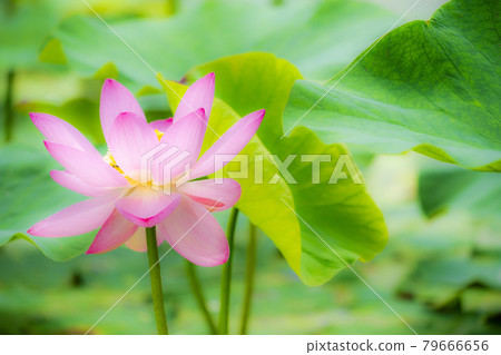 Chusonji Lotus in Atsukashi Chitose Park, Kunimi Town, Fukushima Prefecture Chusonji Lotus in Atsukashi Chitose Park, Kunimi Town, Fukushima Prefecture 79666656