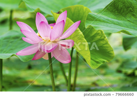 Chusonji Lotus in Atsukashi Chitose Park, Kunimi Town, Fukushima Prefecture 79666660