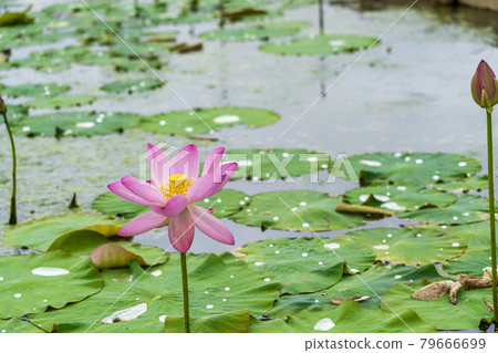Chusonji Lotus in Atsukashi Chitose Park, Kunimi Town, Fukushima Prefecture Chusonji Lotus in Atsukashi Chitose Park, Kunimi Town, Fukushima Prefecture 79666699